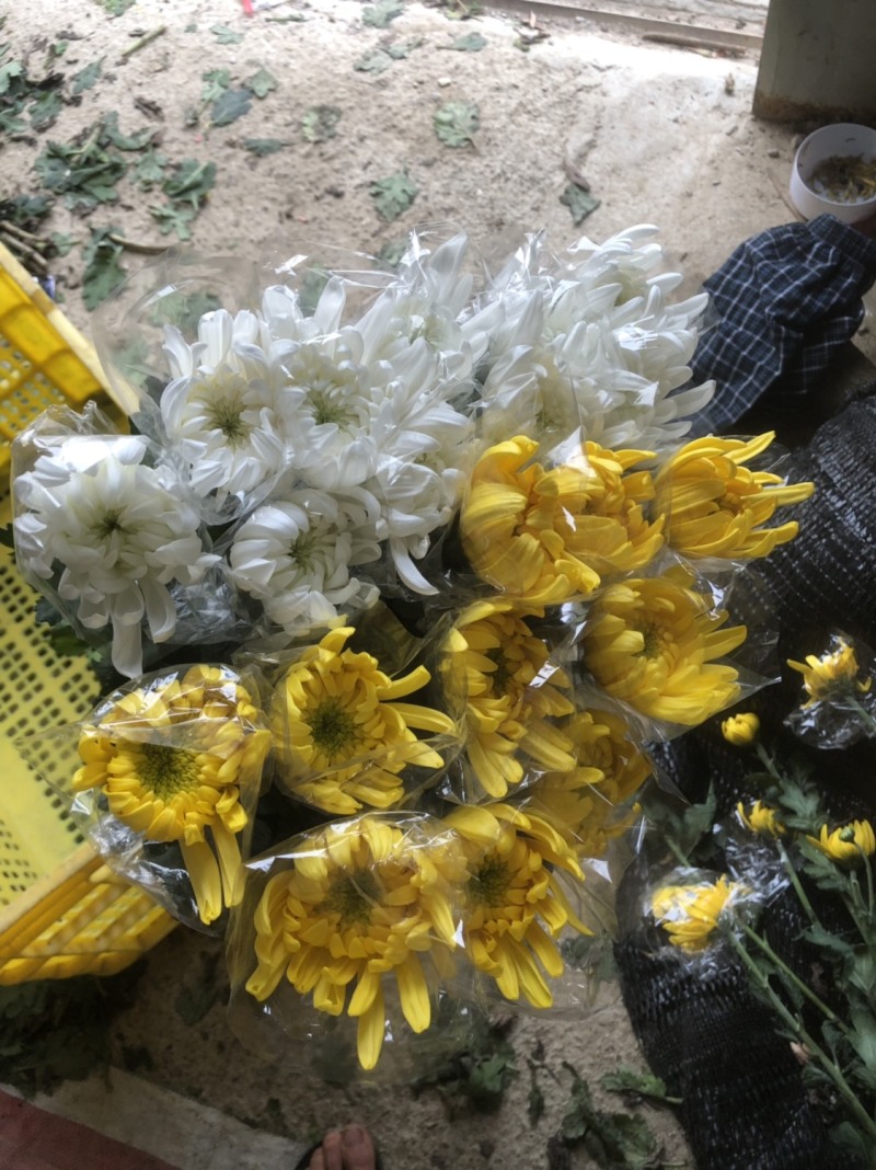 基地大量批发黄白菊欢迎咨询订购