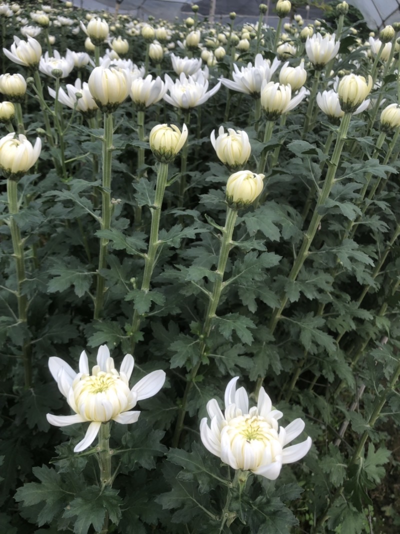 基地大量批发黄白菊欢迎咨询订购