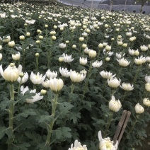基地大量批发黄白菊欢迎咨询订购
