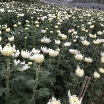 基地大量批发黄白菊欢迎咨询订购
