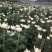 基地大量批发黄白菊欢迎咨询订购