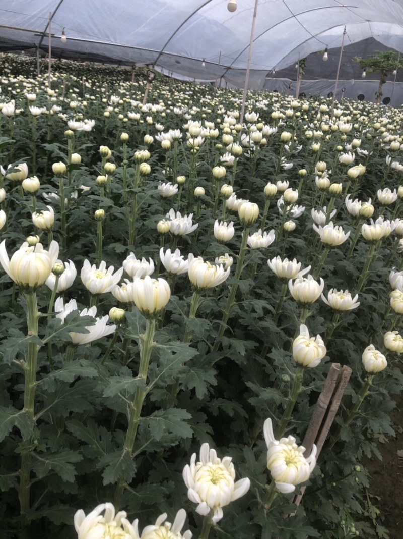 基地大量批发黄白菊欢迎咨询订购