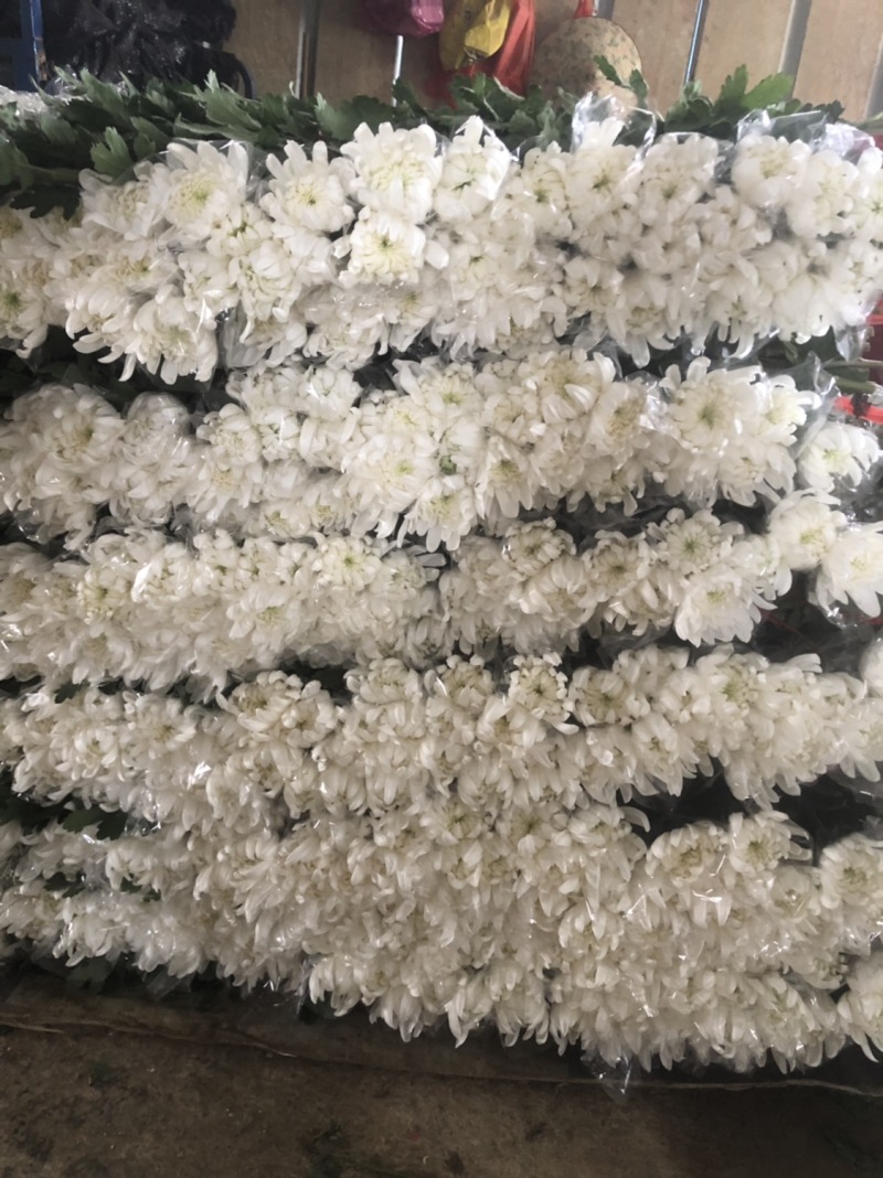 基地大量批发黄白菊欢迎咨询订购