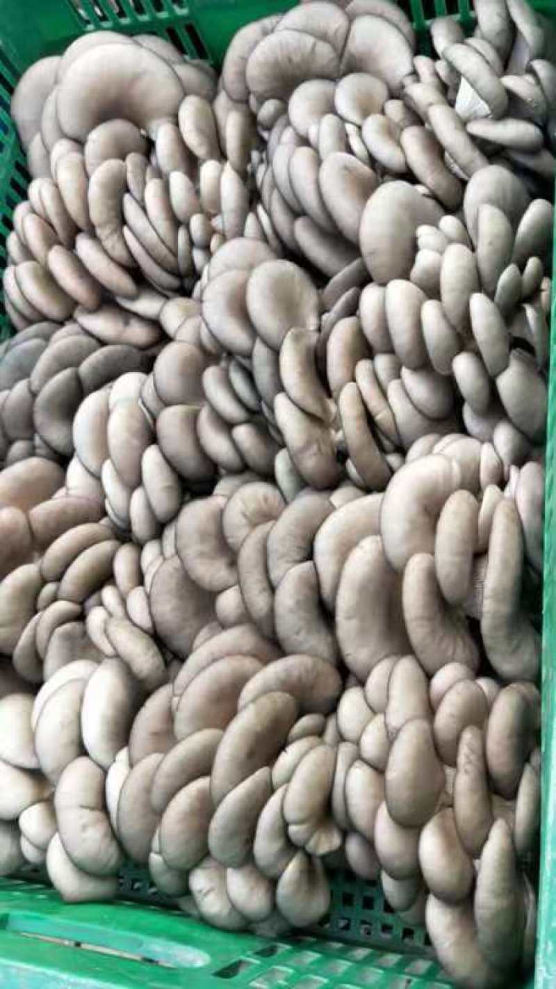 陕西精品黑灰平菇上市了