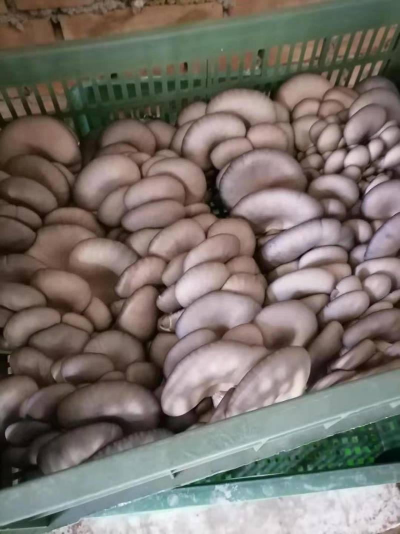 陕西精品黑灰平菇上市了
