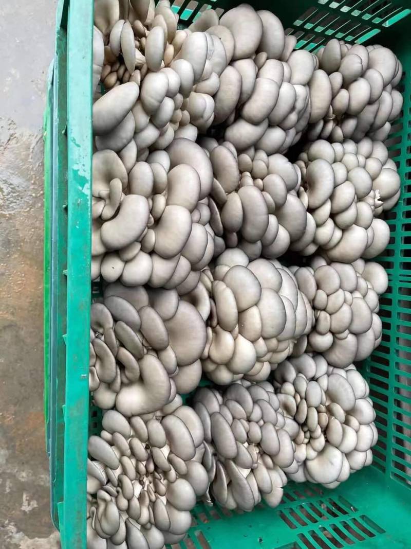 陕西精品黑灰平菇上市了