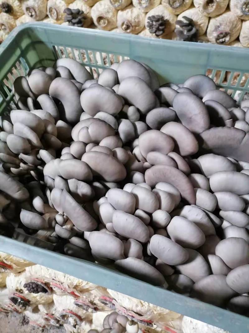 陕西精品黑灰平菇上市了