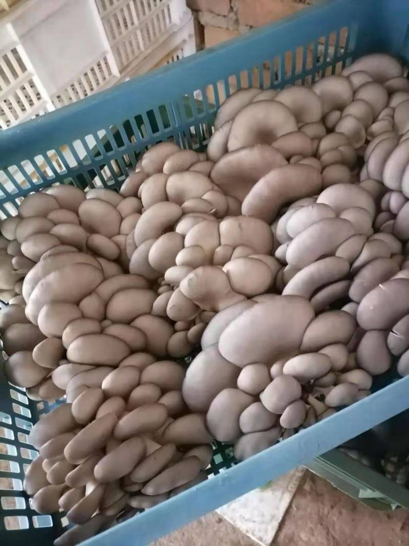陕西精品黑灰平菇上市了