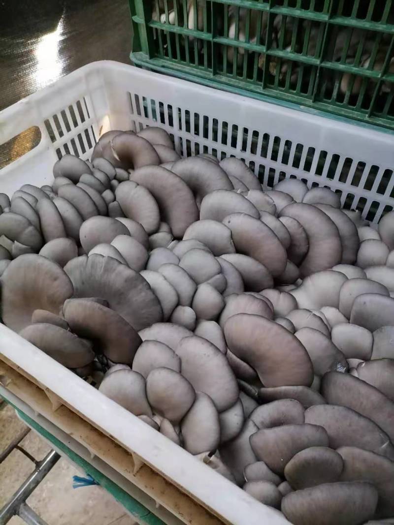 陕西精品黑灰平菇上市了