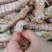 熟冻皮皮虾自助餐必备食材质量好价格低