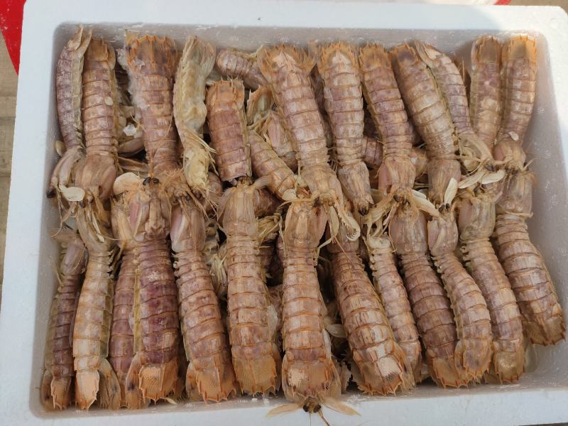 熟冻皮皮虾自助餐必备食材质量好价格低