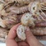 熟冻皮皮虾自助餐必备食材质量好价格低