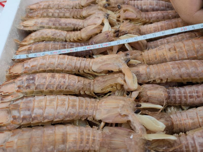 熟冻皮皮虾自助餐必备食材质量好价格低