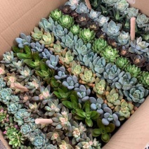 多肉拼箱随机各种单品