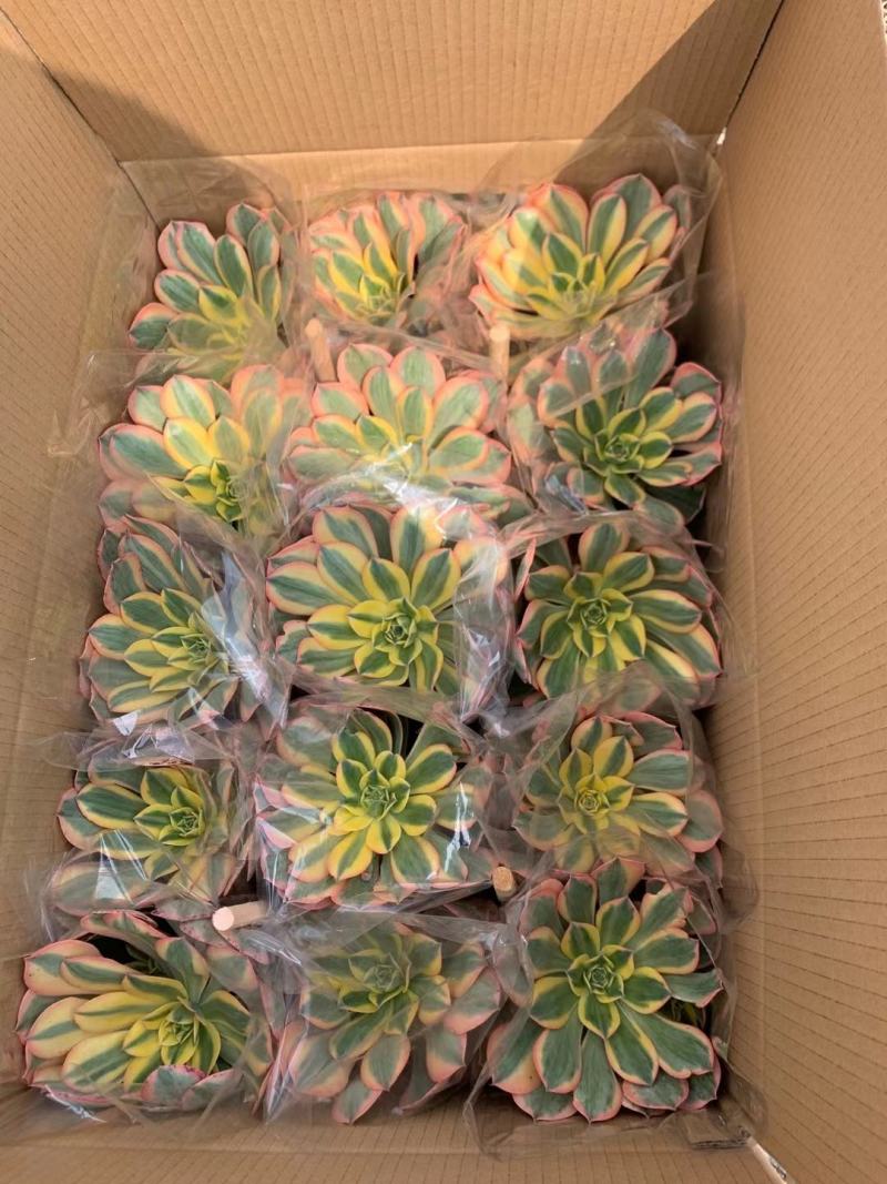 多肉拼箱随机各种单品