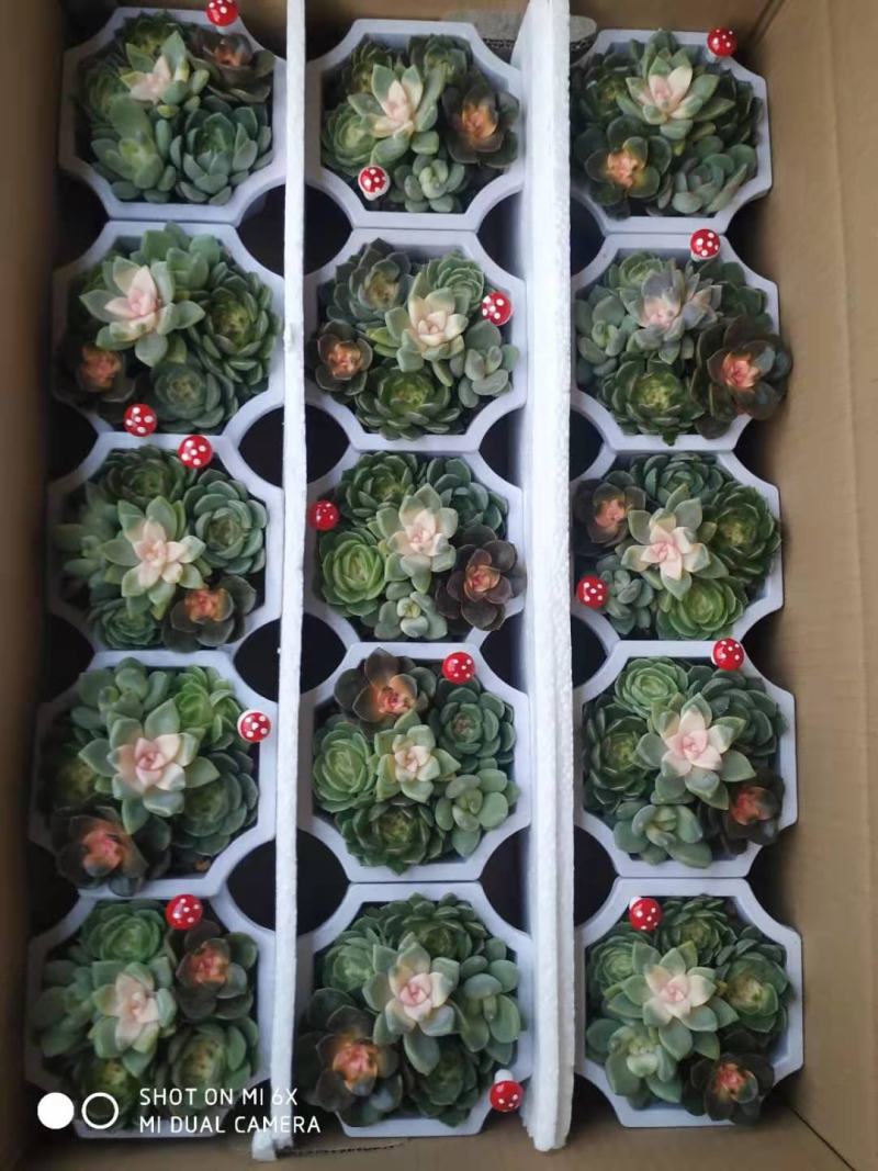 多肉拼箱随机各种单品