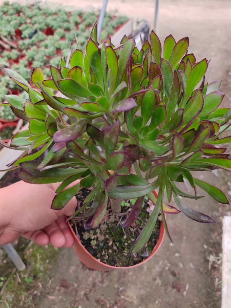 多肉拼箱随机各种单品