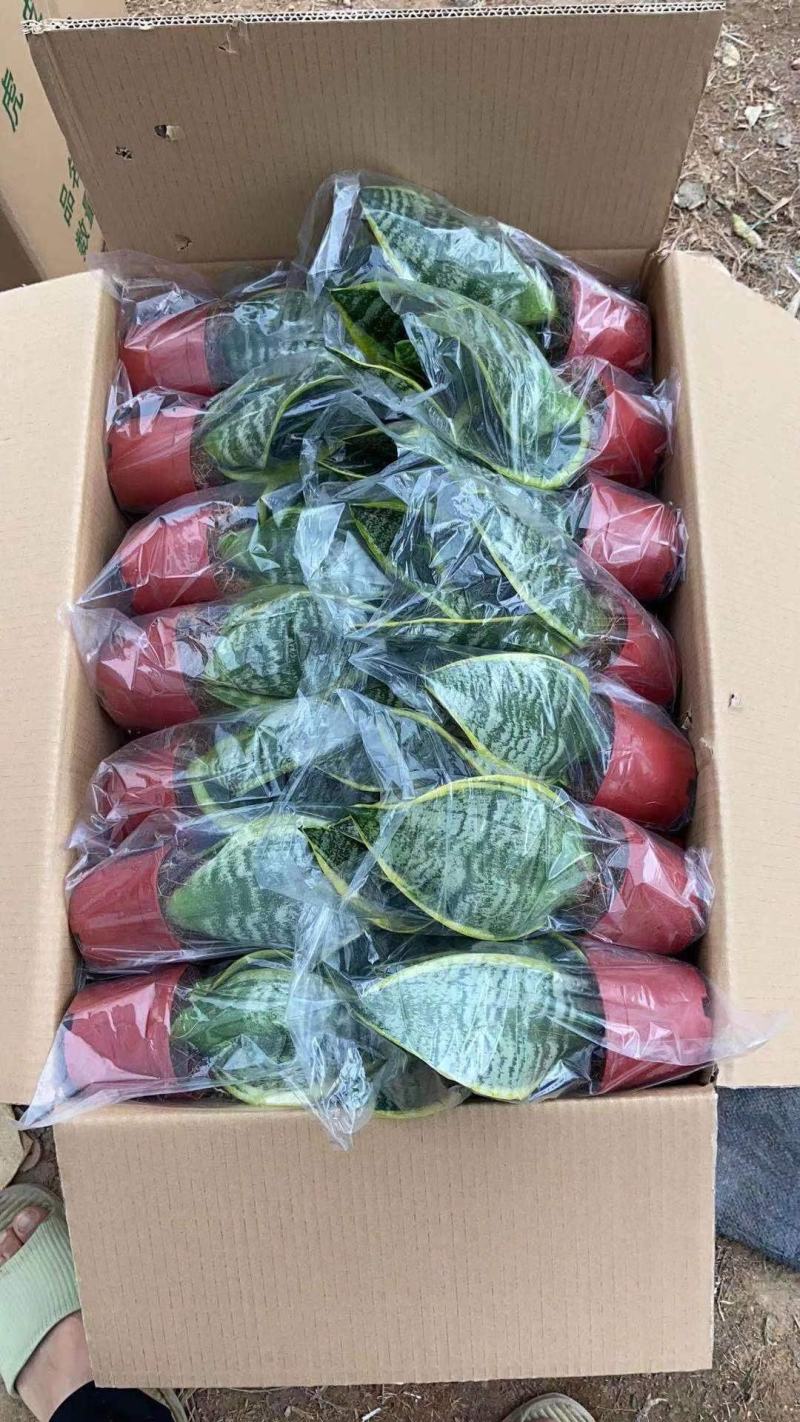 多肉拼箱随机各种单品