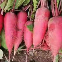 优质红萝卜山东优质红萝卜种植基地产地批发可视频可发车