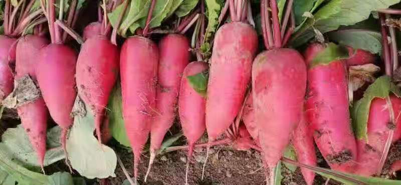 优质红萝卜山东优质红萝卜种植基地产地批发可视频看货可发车