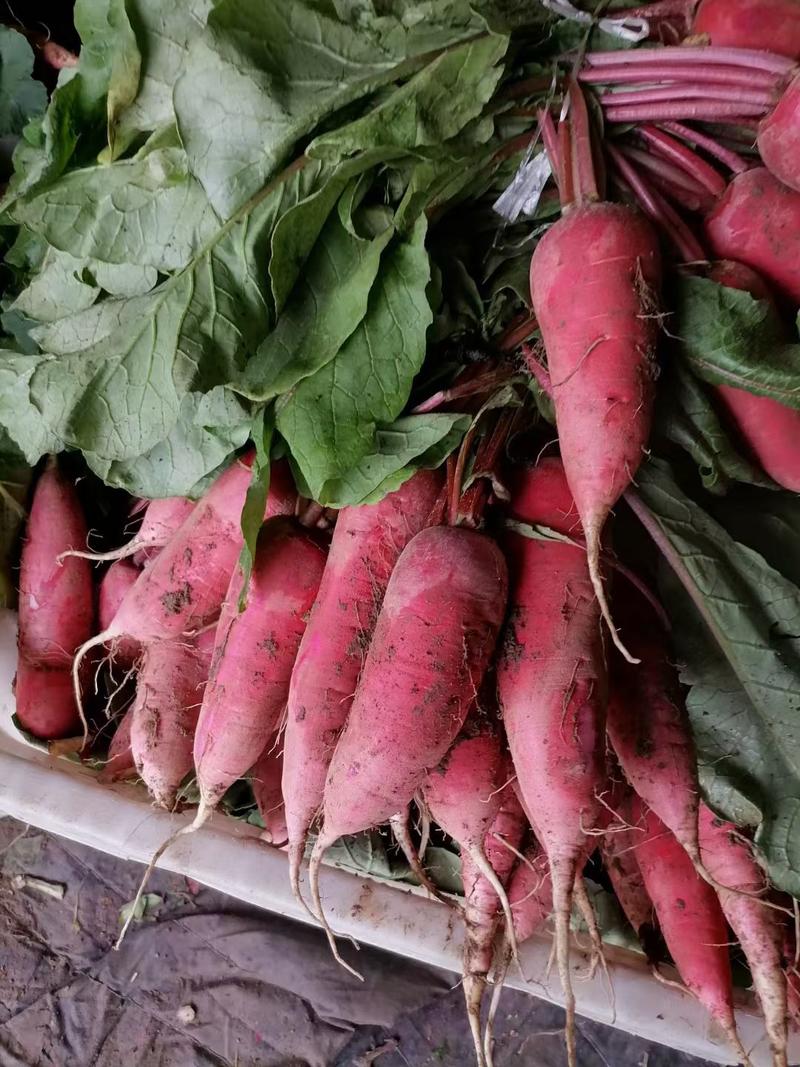优质红萝卜山东优质红萝卜种植基地产地批发可视频看货可发车