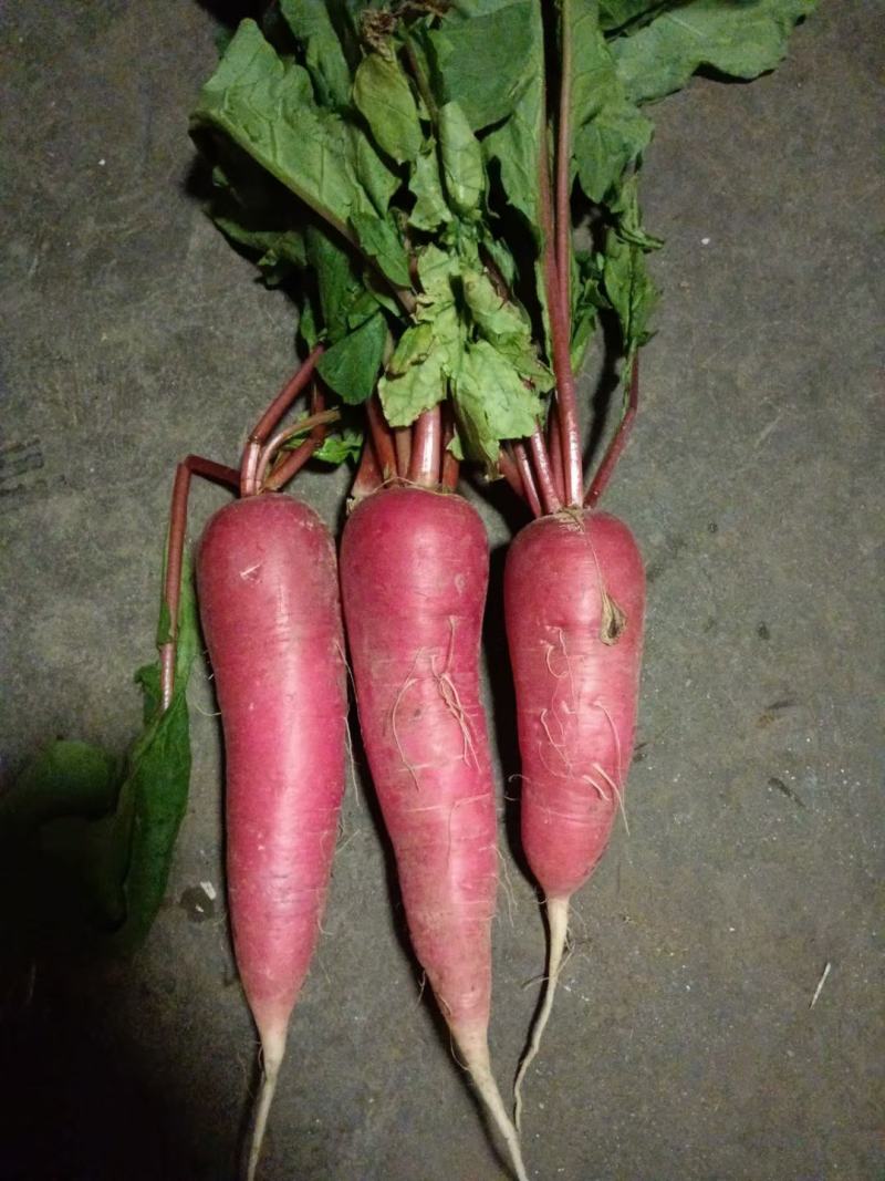 优质红萝卜山东优质红萝卜种植基地产地批发可视频看货可发车