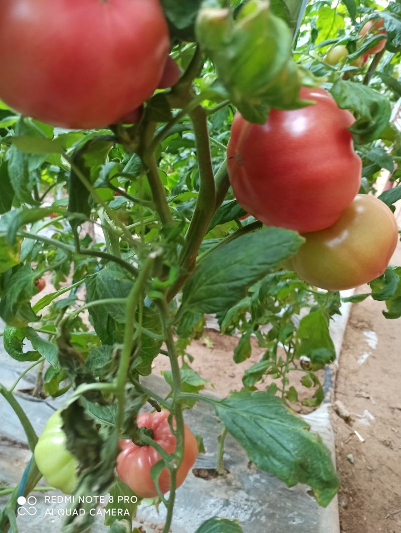 华州区普罗旺斯西红柿大量供应支持视频看货货源充足
