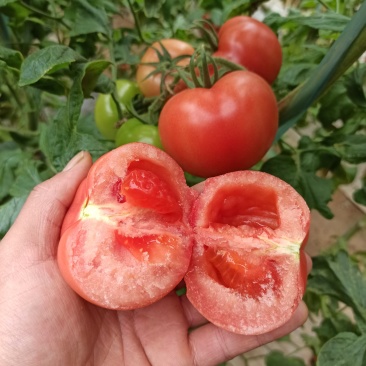 华州区普罗旺斯西红柿大量供应支持视频看货货源充足