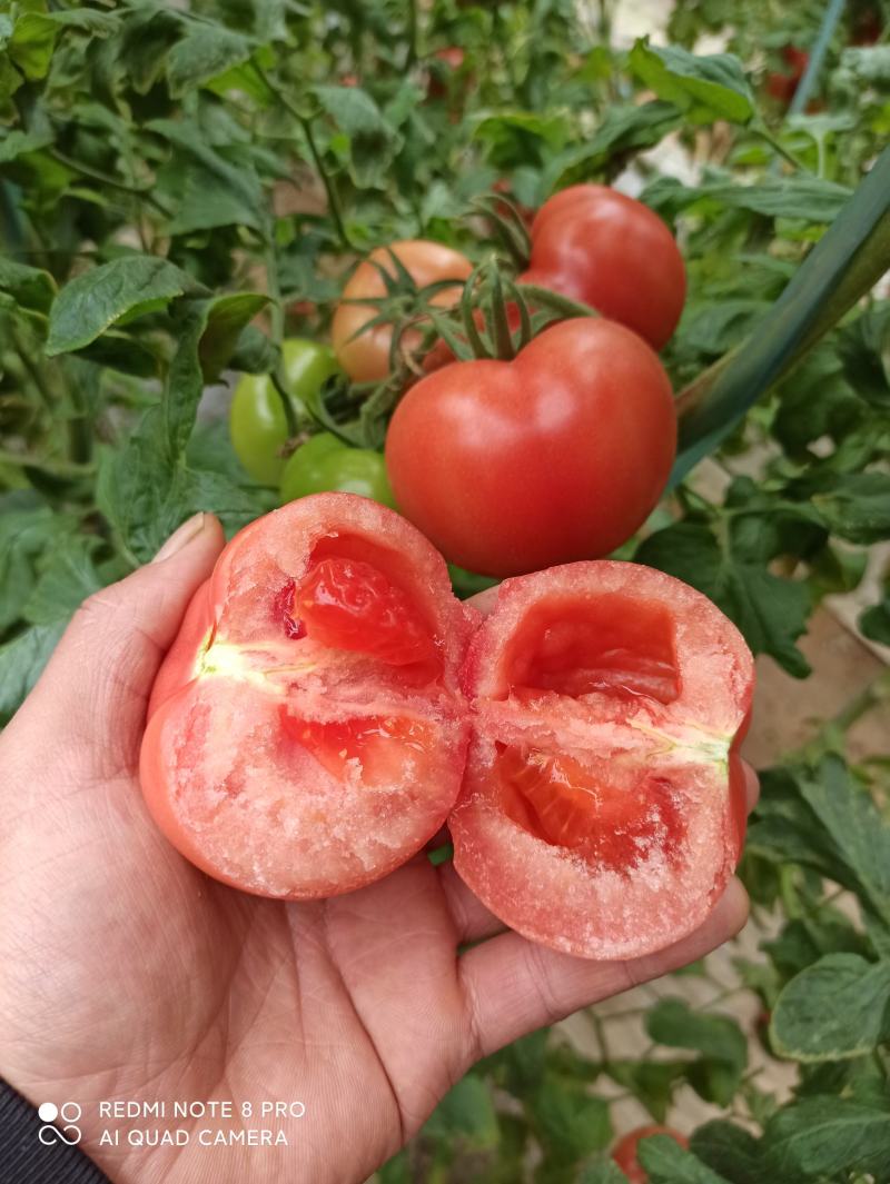 华州区普罗旺斯西红柿大量供应支持视频看货货源充足
