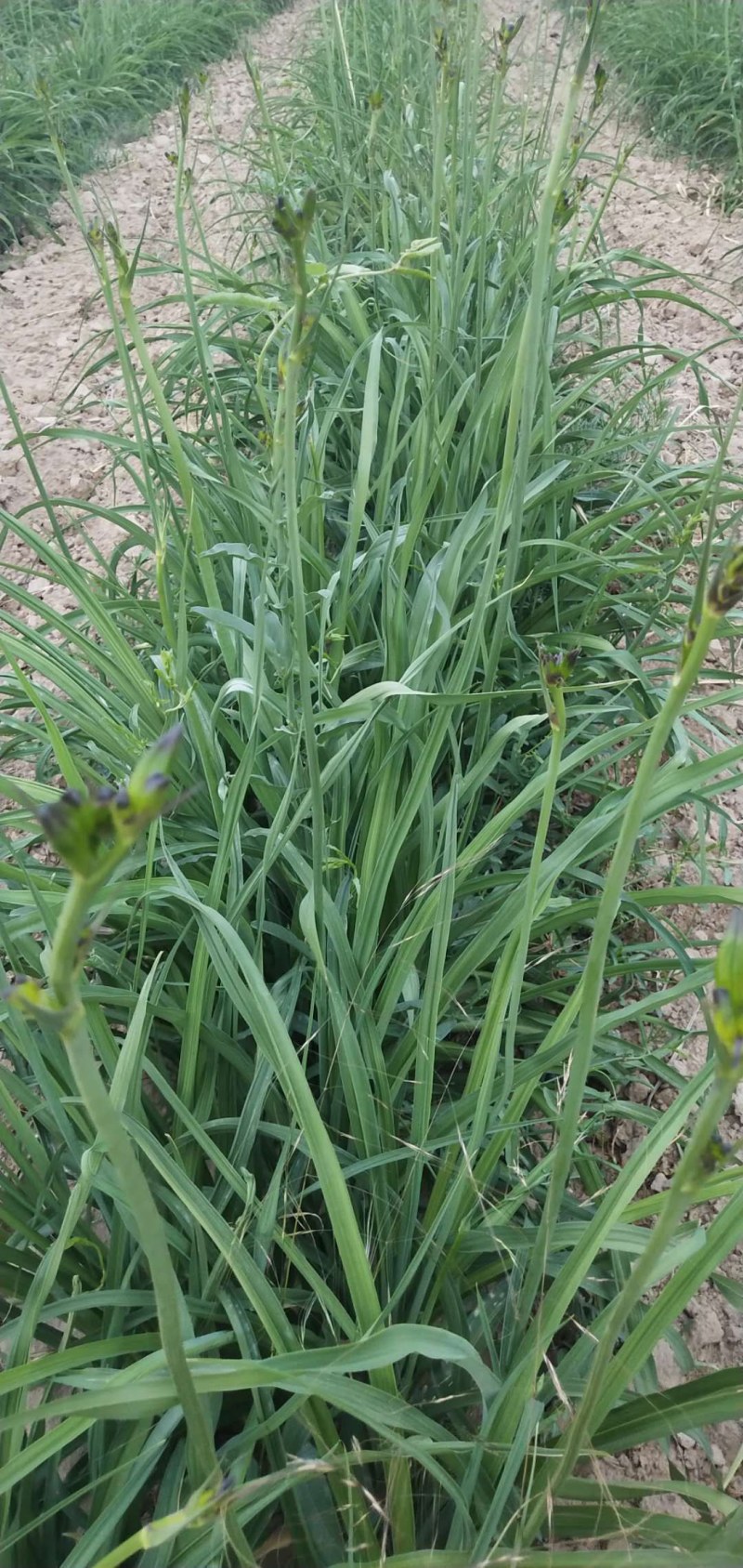 特大长条食用黄花菜苗