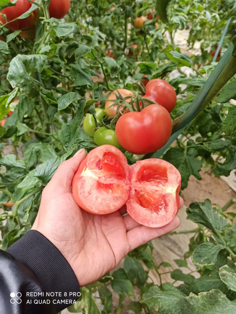 华州区普罗旺斯西红柿大量供应支持视频看货货源充足