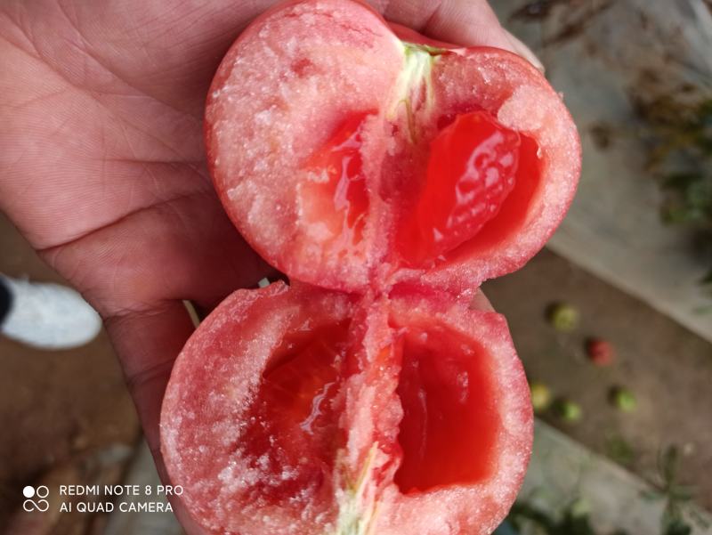 华州区普罗旺斯西红柿大量供应支持视频看货货源充足