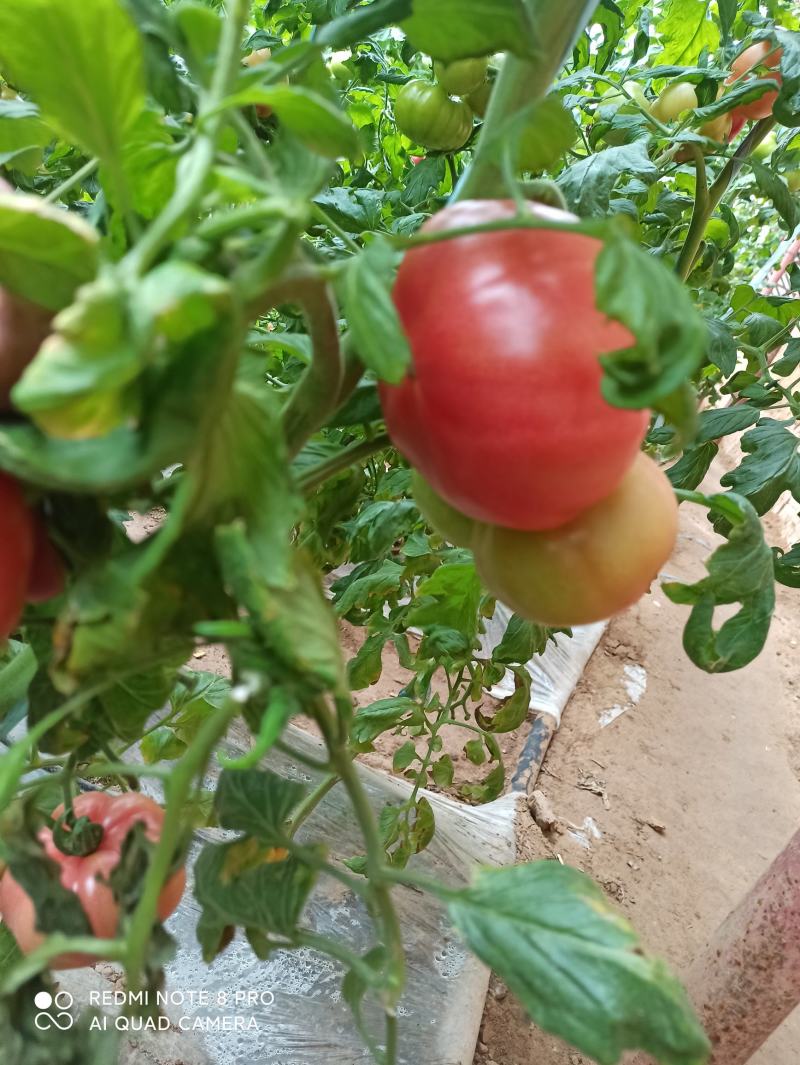 华州区普罗旺斯西红柿大量供应支持视频看货货源充足