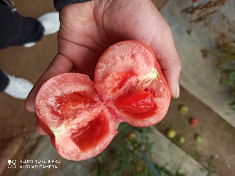 华州区普罗旺斯西红柿大量供应支持视频看货货源充足