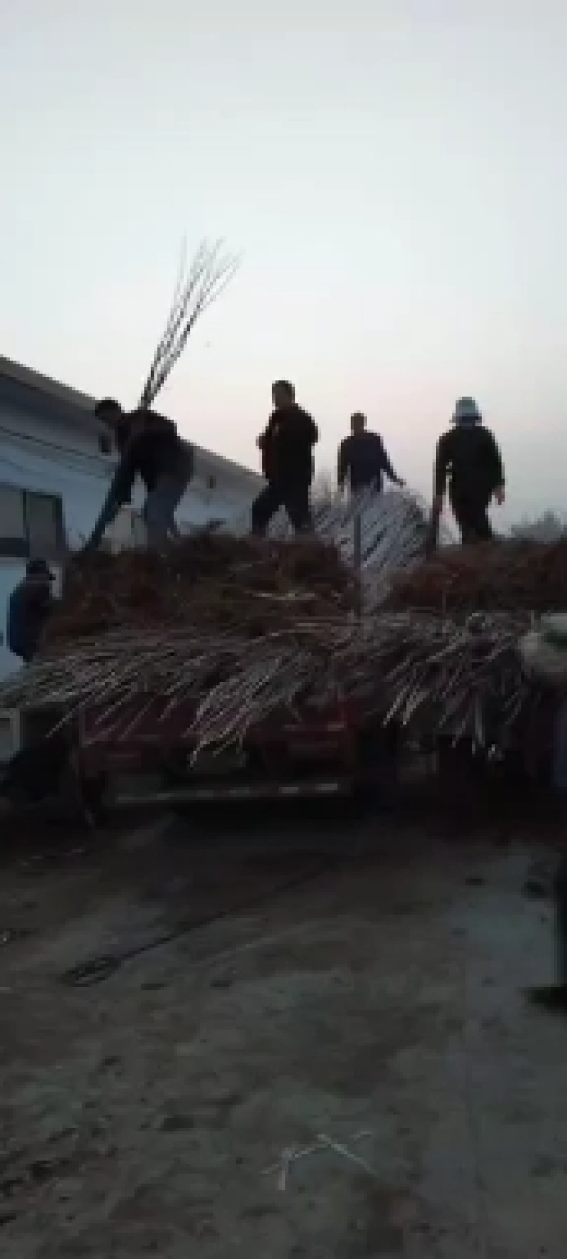 107杨树苗抗旱耐涝病虫害少生长快木材价格高。