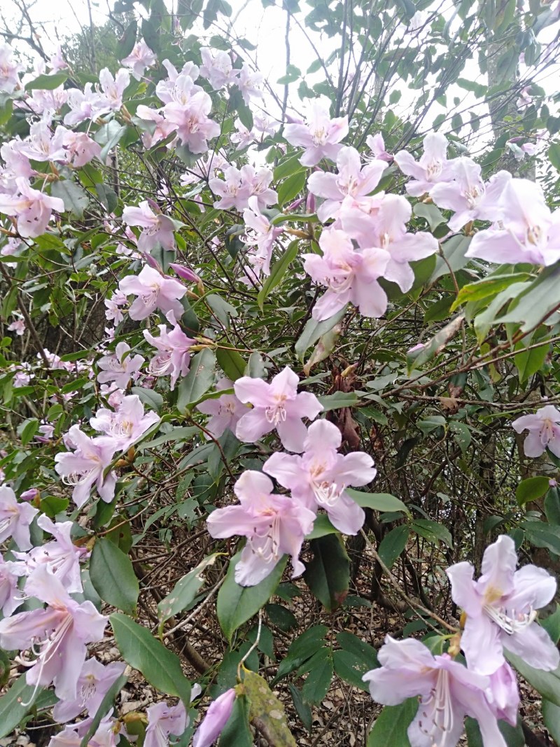乔灌木鹿角杜鹃，野生大货。