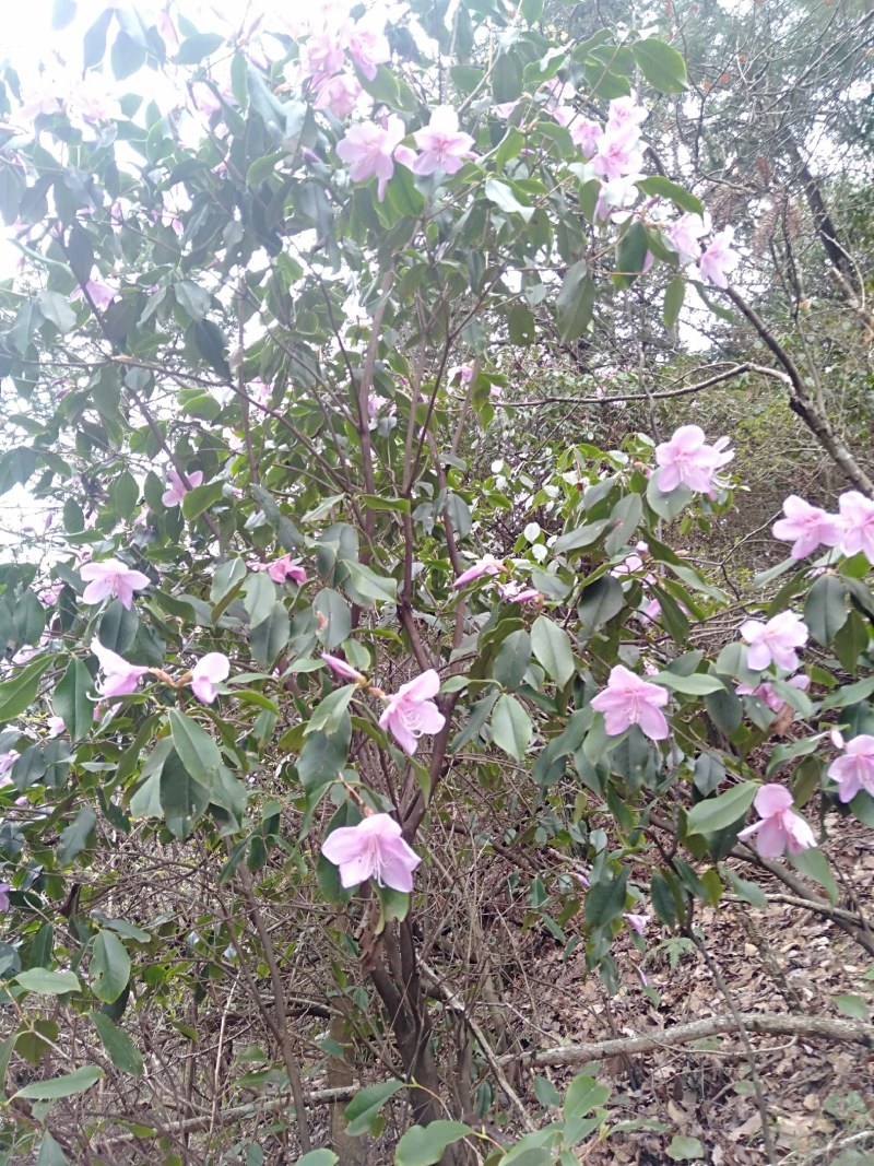 乔灌木鹿角杜鹃，野生大货。