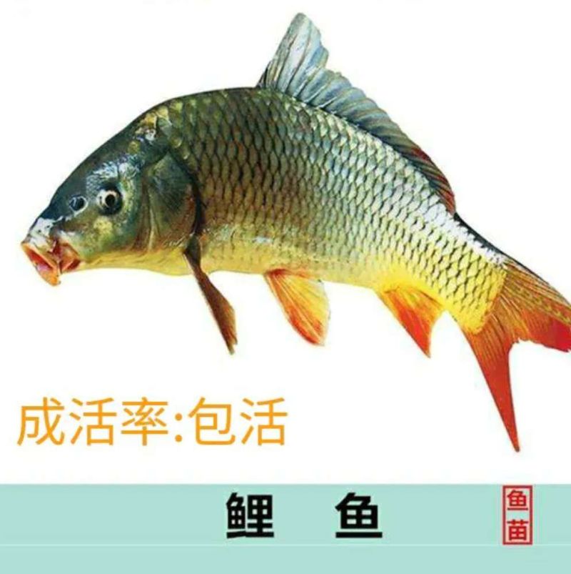 鲤鱼产地浙江省丽水市庆元县