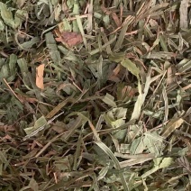 凤尾草【包邮】三斤起发货可批量可零售量大从优