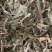 凤尾草【包邮】三斤起发货可批量可零售量大从优