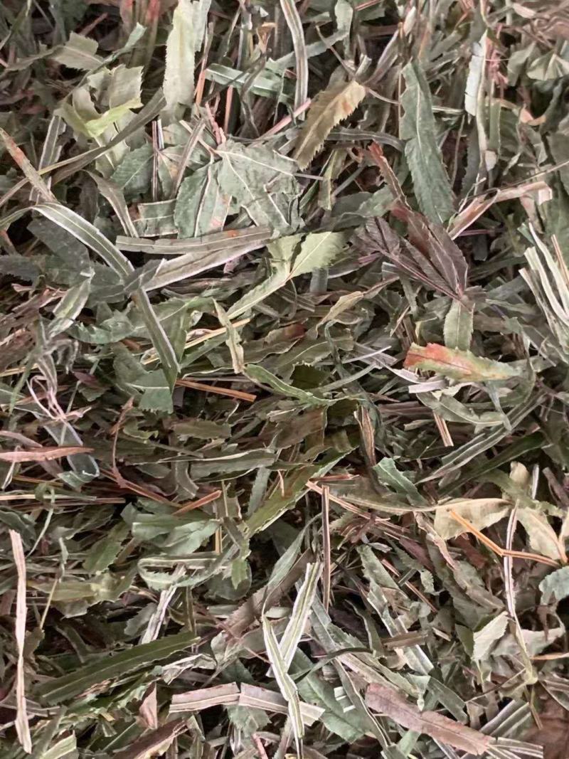 凤尾草【包邮】三斤起发货可批量可零售量大从优