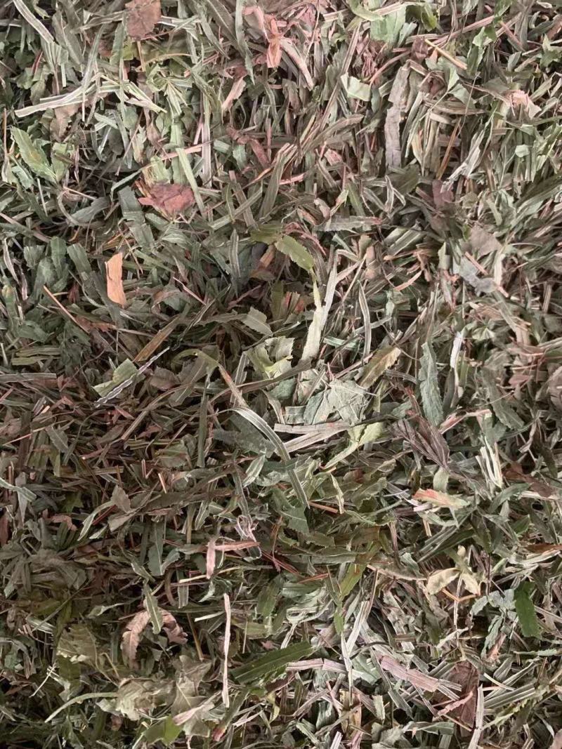 凤尾草【包邮】三斤起发货可批量可零售量大从优