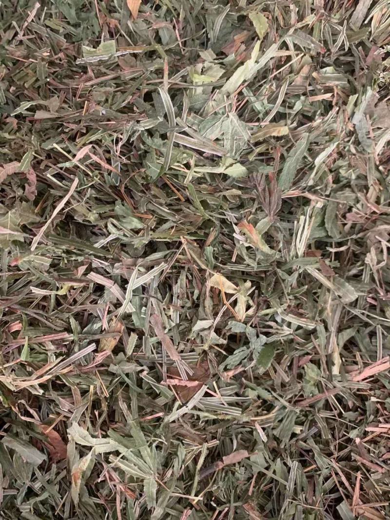 凤尾草【包邮】三斤起发货可批量可零售量大从优