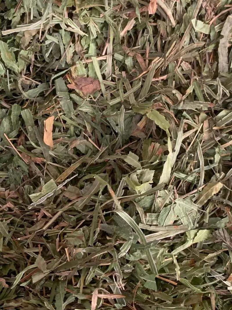 凤尾草【包邮】三斤起发货可批量可零售量大从优
