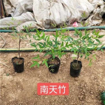 南天竹，带杯发货，成活率高，山东货源，基地自产自销