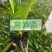 油麦菜苗，根好苗肥，专业育苗技术培育，欢迎来电