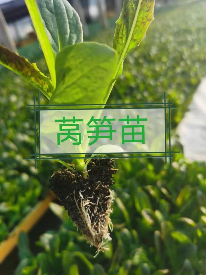 油麦菜苗，根好苗肥，专业育苗技术培育，欢迎来电