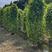 垂叶榕。珍贵精品苗木种植。垂叶榕量大可开发票1米-3米高