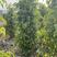 垂叶榕。珍贵精品苗木种植。垂叶榕量大可开发票1米-3米高