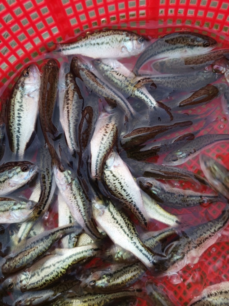 加州鲈鱼苗，大口黑鲈鱼苗，路亚鲈鱼，水产种苗